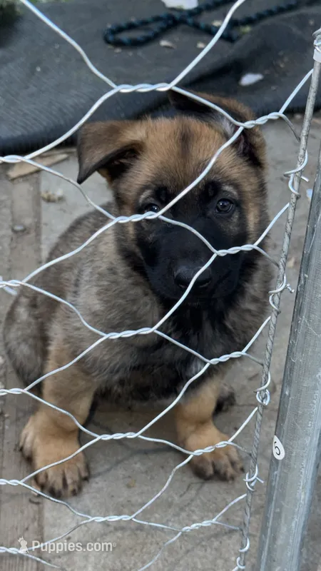 Black collar  – German Shepherd Dog puppy for sale in Pittsburg, CA