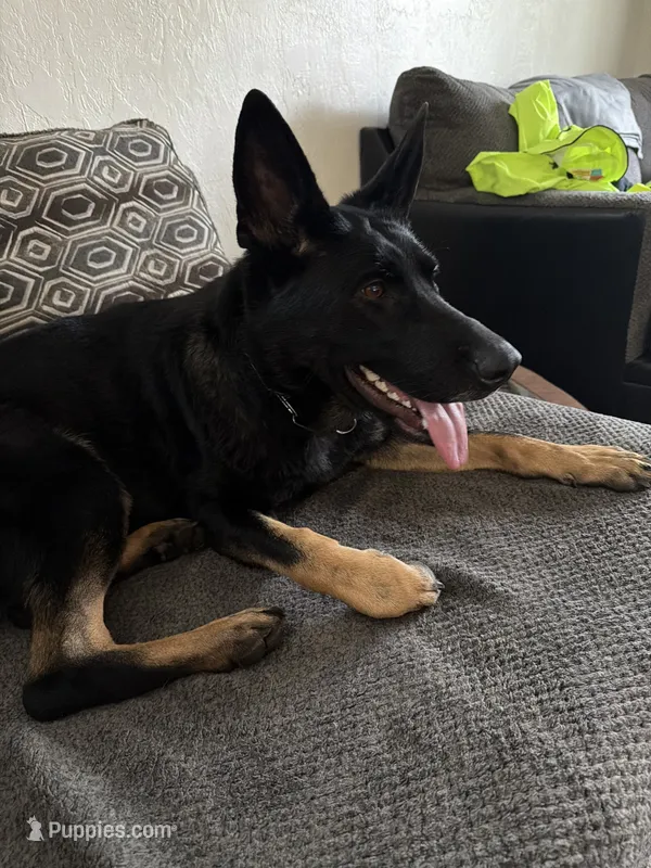 Alise  – German Shepherd Dog puppy for sale in Pittsburg, CA