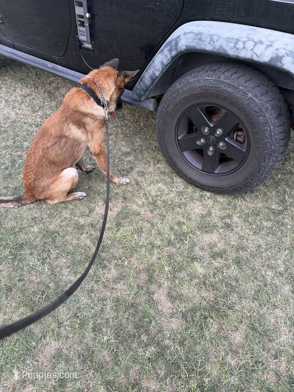 Rolex – Belgian Malinois puppy for sale in Pittsburg, CA