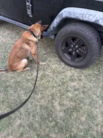 Rolex, a male Belgian Malinois for sale in Pittsburg, CA – 1 of 3