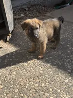 Red collar , a male German Shepherd Dog for sale in Pittsburg, CA – 4 of 5