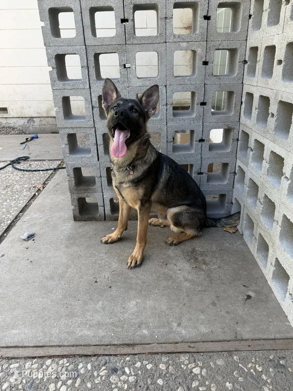 Jax – German Shepherd Dog puppy for sale in Pittsburg, CA