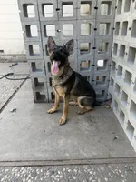 Jax, a male German Shepherd Dog for sale in Pittsburg, CA – 1 of 4