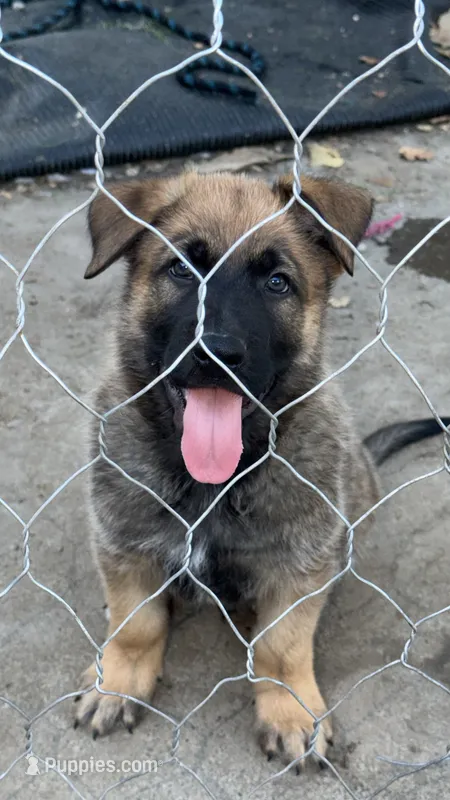 Blue collar  – German Shepherd Dog puppy for sale in Pittsburg, CA