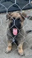 Blue collar , a male German Shepherd Dog for sale in Pittsburg, CA – 1 of 5