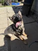 Jax, a male German Shepherd Dog for sale in Pittsburg, CA – 4 of 4