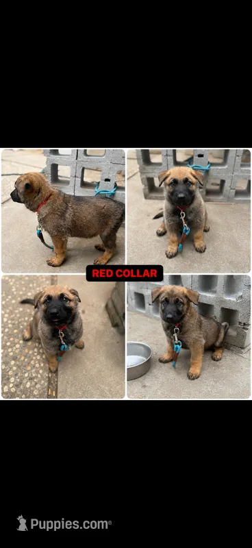 Red collar  – German Shepherd Dog puppy for sale in Pittsburg, CA