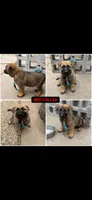 Red collar , a male German Shepherd Dog for sale in Pittsburg, CA – 1 of 5