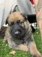 Blue collar , a male German Shepherd Dog for sale in Pittsburg, CA – 5 of 5