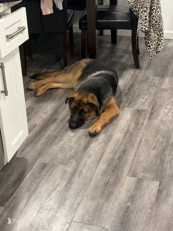 Zara – German Shepherd Dog puppy for sale in Pittsburg, CA