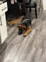 Zara, a female German Shepherd Dog for sale in Pittsburg, CA – 1 of 5