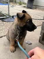 Black collar , a male German Shepherd Dog for sale in Pittsburg, CA – 6 of 7