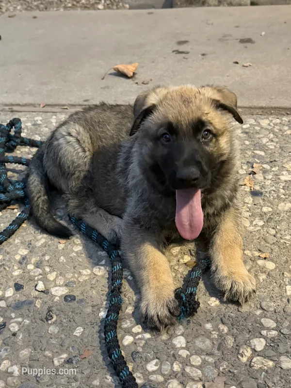 Green collar  – German Shepherd Dog puppy for sale in Pittsburg, CA