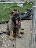 Black collar , a male German Shepherd Dog for sale in Pittsburg, CA – 2 of 7