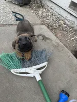 Red collar , a male German Shepherd Dog for sale in Pittsburg, CA – 2 of 5