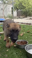 Black collar , a male German Shepherd Dog for sale in Pittsburg, CA – 4 of 6