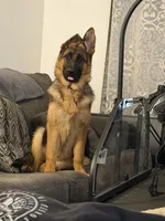 Zara, a female German Shepherd Dog for sale in Pittsburg, CA – 2 of 5