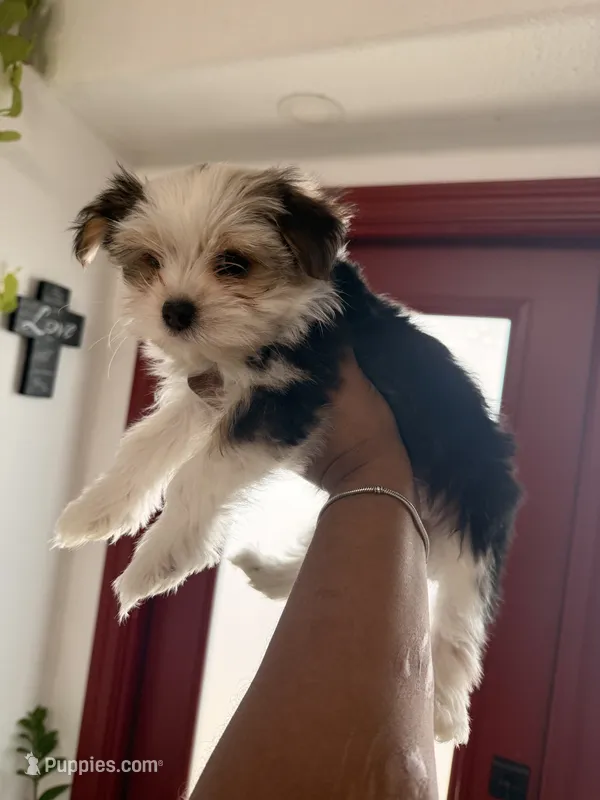 Chanel – Yorkshire Terrier puppy for sale in Sarasota, FL