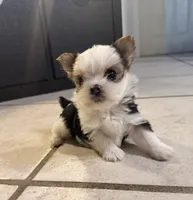 Chanel, a female Yorkshire Terrier for sale in Sarasota, FL – 2 of 4