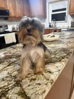 Amy, a female Yorkshire Terrier for sale in Sarasota, FL – Photo 6 of 6