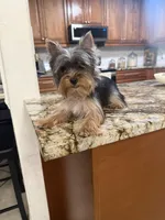 Amy, a female Yorkshire Terrier for sale in Sarasota, FL – Photo 2 of 6