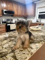 Amy, a female Yorkshire Terrier for sale in Sarasota, FL – Photo 4 of 6