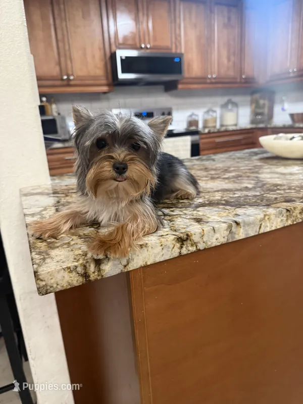 Amy, a female Yorkshire Terrier for sale in Sarasota, FL – Photo 1 of 6