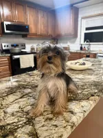 Amy, a female Yorkshire Terrier for sale in Sarasota, FL – Photo 5 of 6