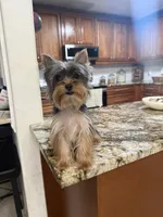 Amy, a female Yorkshire Terrier for sale in Sarasota, FL – Photo 3 of 6