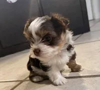Teddy, a male Yorkshire Terrier for sale in Sarasota, FL – 2 of 2