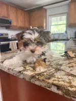 Teddy, a male Yorkshire Terrier for sale in Sarasota, FL – 2 of 5