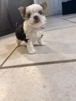 Chanel, a female Yorkshire Terrier for sale in Sarasota, FL – 1 of 4