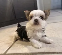 Chanel, a female Yorkshire Terrier for sale in Sarasota, FL – 3 of 4