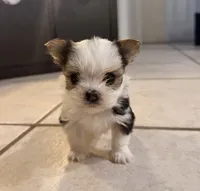 Chanel, a female Yorkshire Terrier for sale in Sarasota, FL – 4 of 4