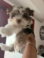 Teddy, a male Yorkshire Terrier for sale in Sarasota, FL – 3 of 5