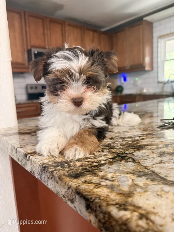 Teddy – Yorkshire Terrier puppy for sale in Sarasota, FL