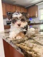 Teddy, a male Yorkshire Terrier for sale in Sarasota, FL – 1 of 5