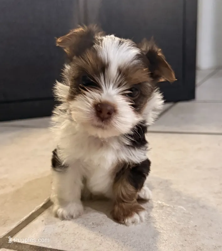Teddy – Yorkshire Terrier puppy for sale in Sarasota, FL