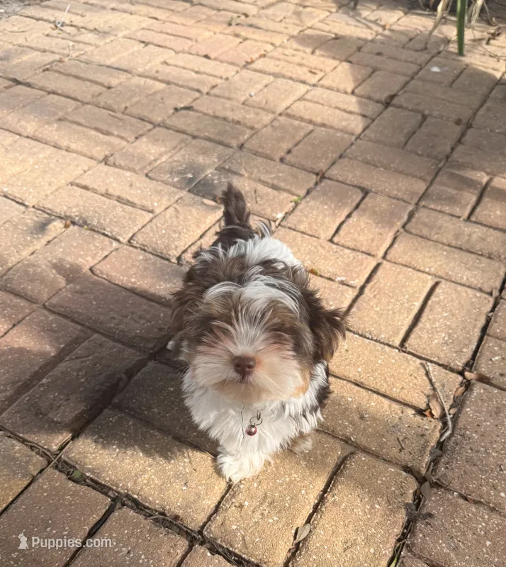 Teddy – Yorkshire Terrier puppy for sale in Sarasota, FL