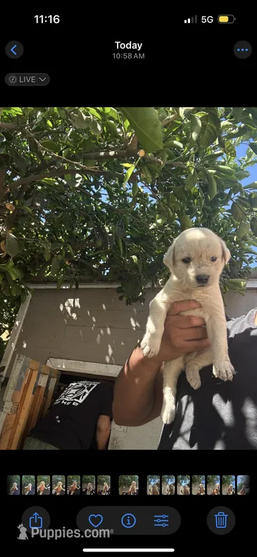 Broski – Labrador Retriever puppy for sale in Linden, CA