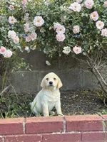 Sophia, a female Labrador Retriever for sale in Linden, CA – Photo 2 of 2