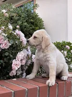 Sophia, a female Labrador Retriever for sale in Linden, CA – Photo 1 of 2