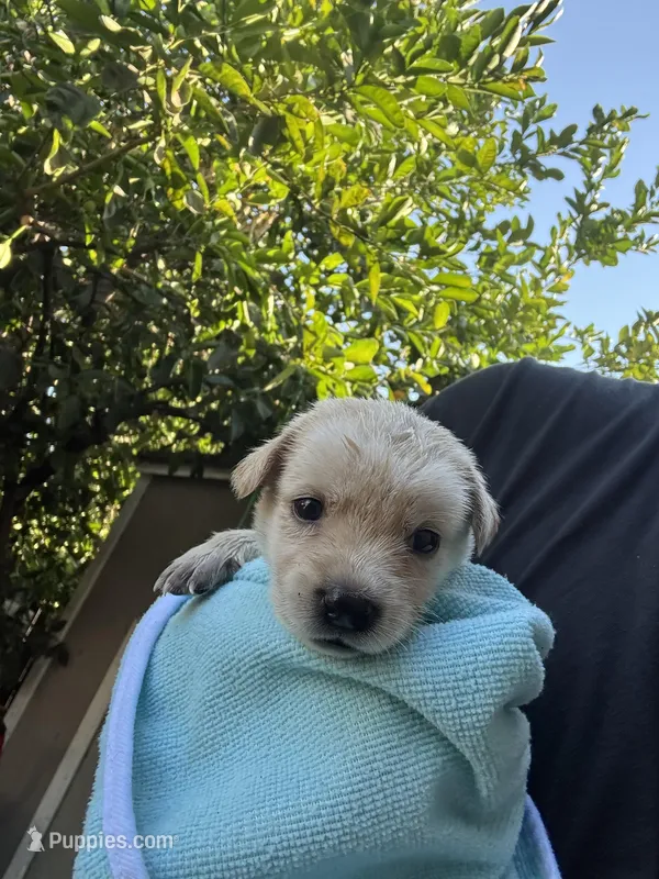 Brodie – Labrador Retriever puppy for sale in Linden, CA