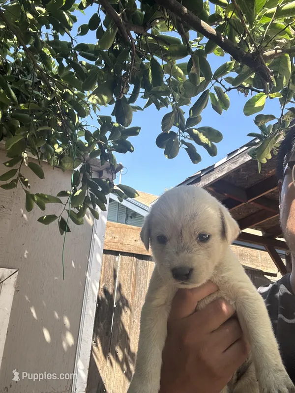 Lola – Labrador Retriever puppy for sale in Linden, CA
