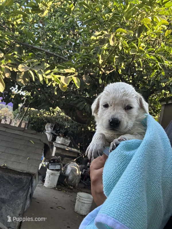 Melo – Labrador Retriever puppy for sale in Linden, CA