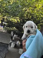 Melo, a male Labrador Retriever for sale in Linden, CA – Photo 1 of 2