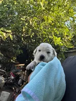 Melo, a male Labrador Retriever for sale in Linden, CA – Photo 2 of 2