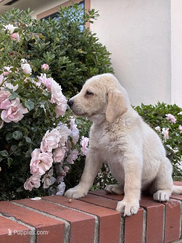 Sophia – Labrador Retriever puppy for sale in Linden, CA