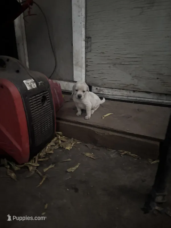 Melo – Labrador Retriever puppy for sale in Linden, CA