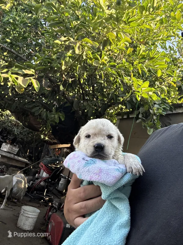Chloe – Labrador Retriever puppy for sale in Linden, CA